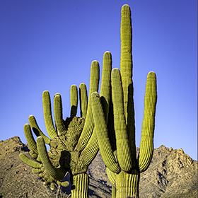A rare Crested Saguaro Cactus in Sabino Canyon.